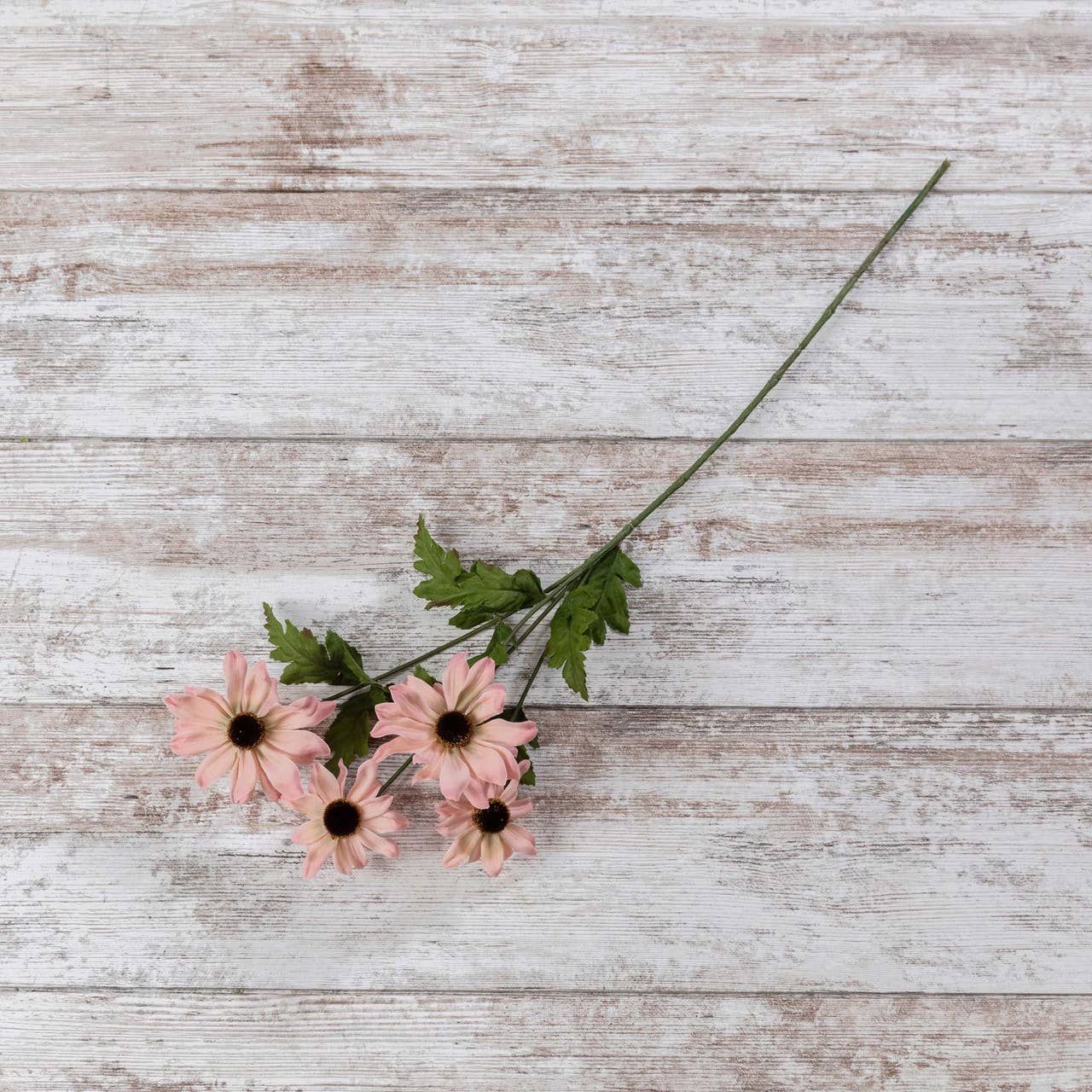 25" SHADED PINK BLACK-EYED-SUSAN STEM