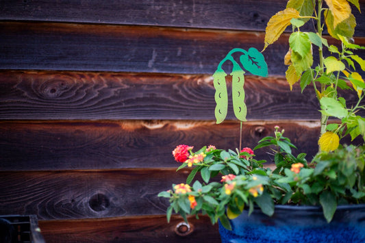 Pea Garden Pick