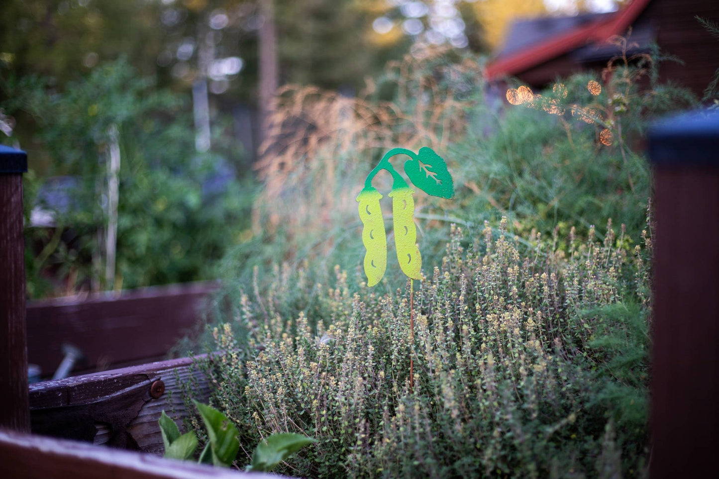 Pea Garden Pick