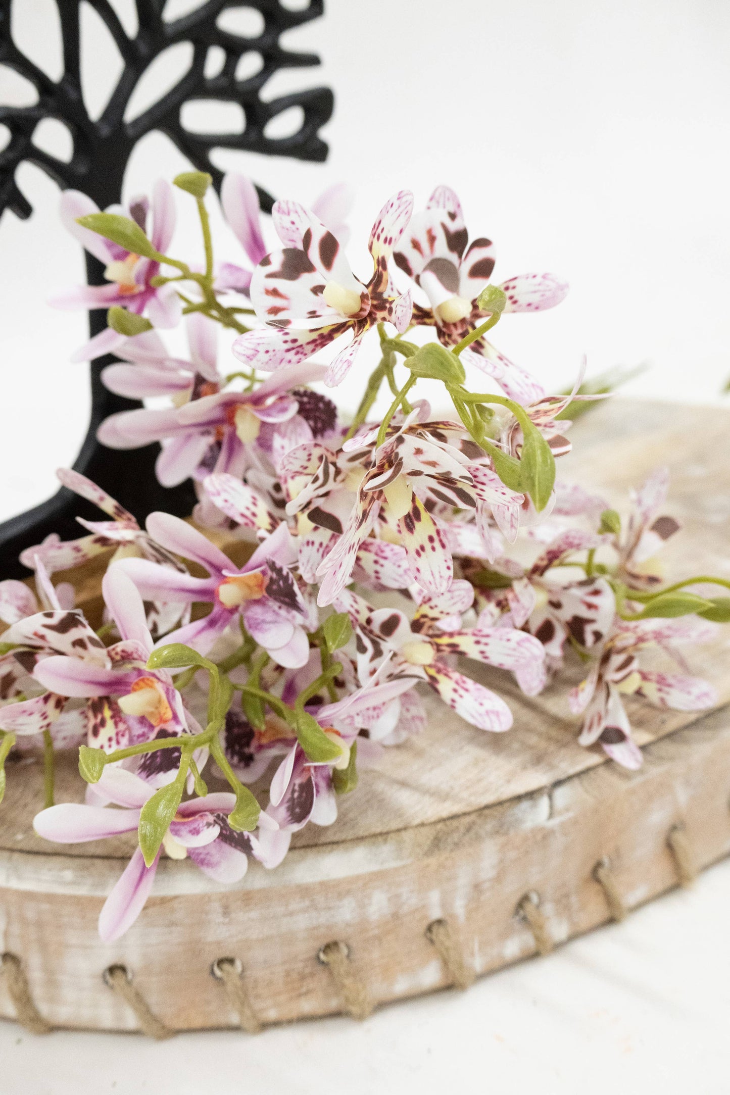 Pink Butterfly Orchid